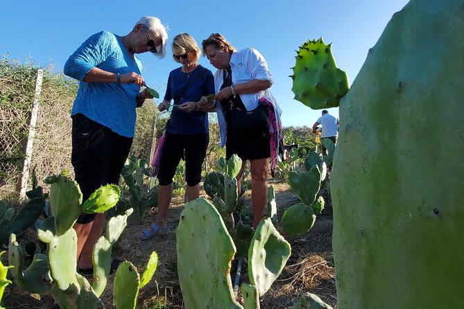 Azteca Cactus Taco - Farm to Table Cooking Class in Los Cabos - Hands-on Culinary Activities