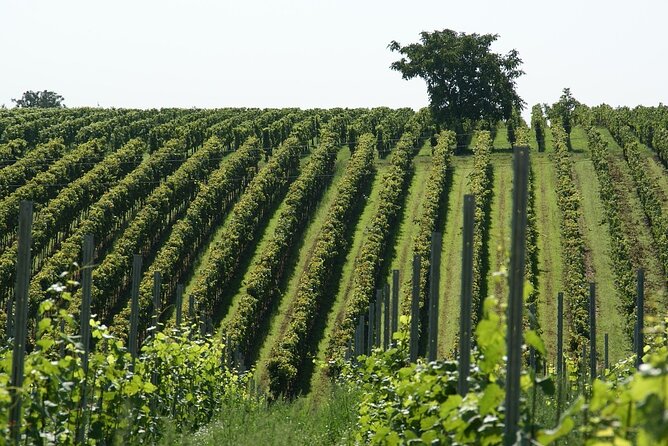 Azuga Wine Tasting on a Day Trip From Brasov - Inclusions and Exclusions
