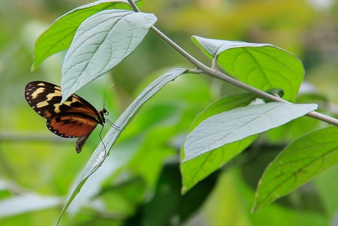 Azul Meambar National Park Day Tour From San Pedro Sula - Tour Company and Customer Feedback