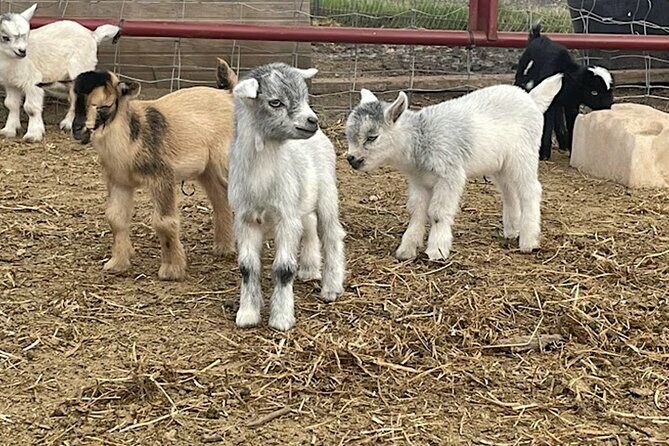 Baby Goat Cuddling and Wine Tour - An Honest Look at the Baby Goat Cuddling and Wine Tour