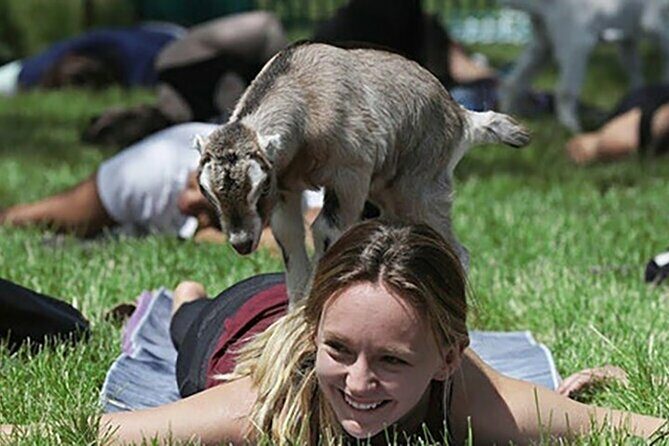 Baby Goat Cuddling and Wine Tour - FAQs