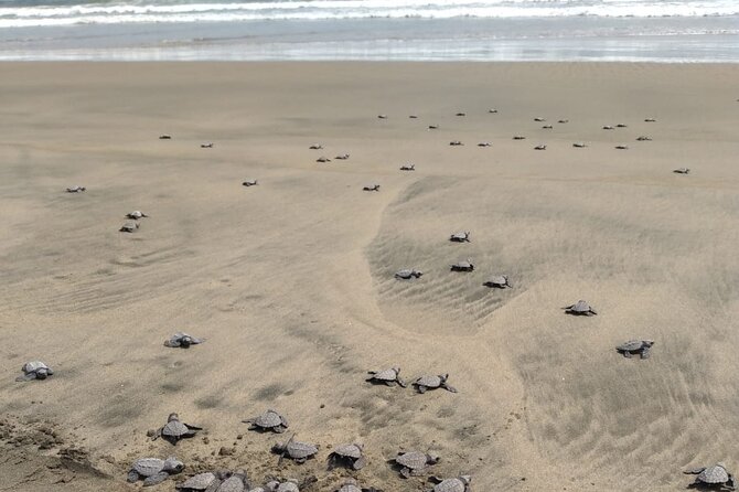 Baby Sea Turtle Releasing Sightseeing Tour With Luis De La Maza - Frequently Asked Questions