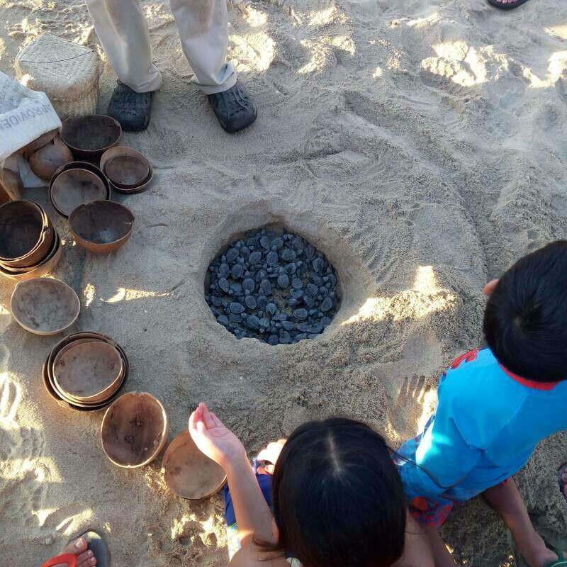 Baby Sea turtles release in Puerto Escondido - An In-Depth Look at the Experience