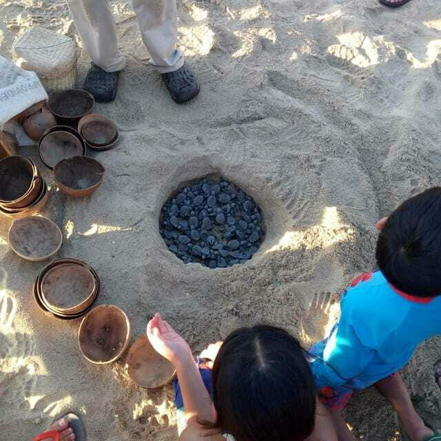 Baby Sea turtles release in Puerto Escondido - The Complete Package: Logistics and Practicalities