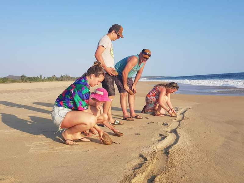 Baby Sea turtles release in Puerto Escondido - FAQ: Your Questions Answered