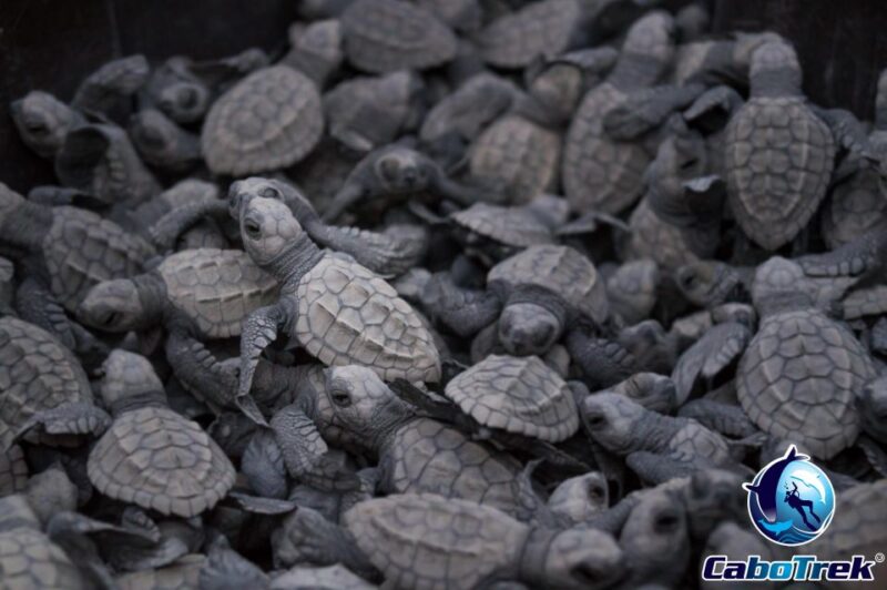 Baby Turtle Release - Key Points