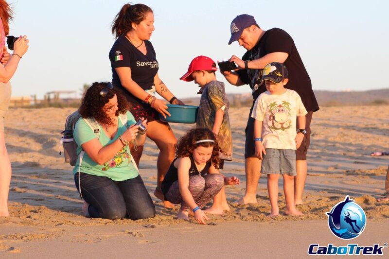 Baby Turtle Release - Experience Details