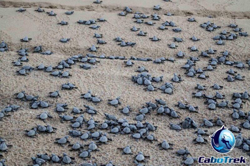Baby Turtle Release - Itinerary