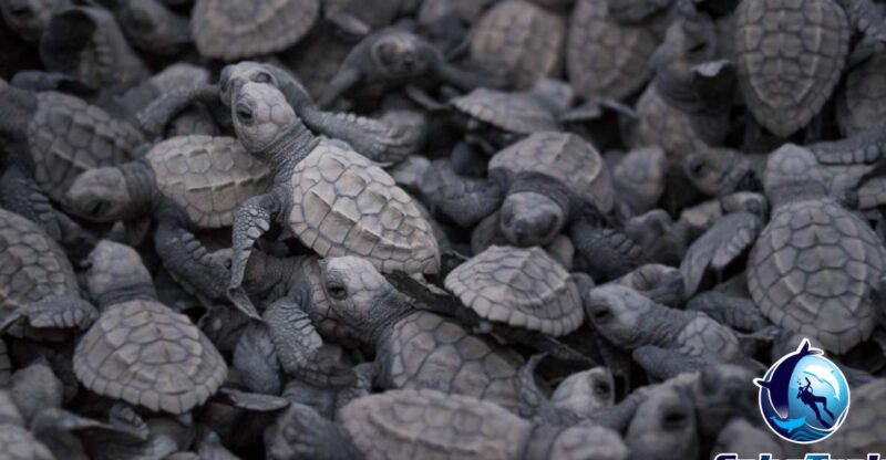 Baby Turtle Release - Inclusions and Exclusions