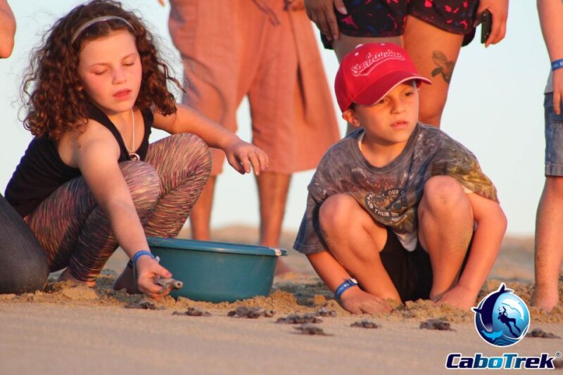 Baby Turtle Release - Cancellation Policy
