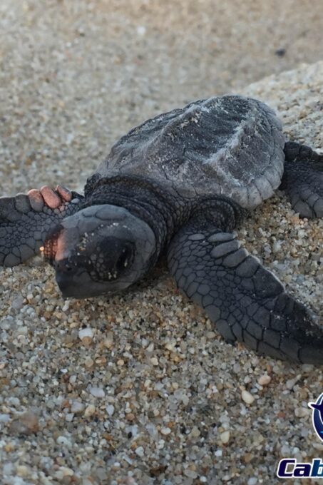 Baby Turtle Release - Customer Reviews