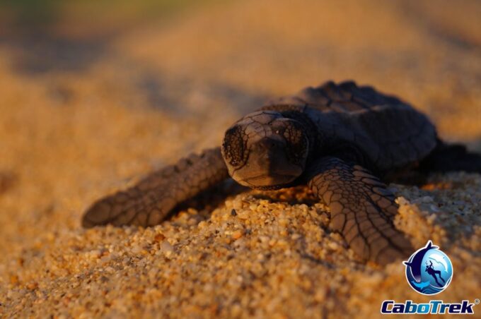 Baby Turtle Release - Preparing for the Activity