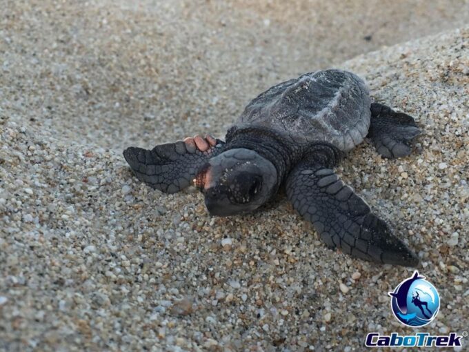Baby Turtle Release - Responsible Tourism