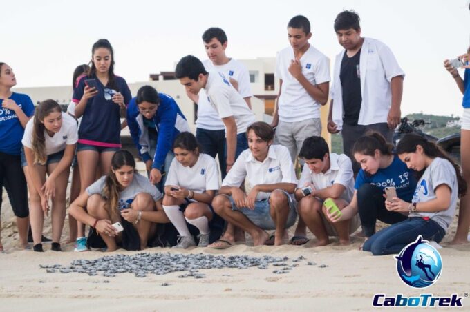 Baby Turtle Release - Frequently Asked Questions