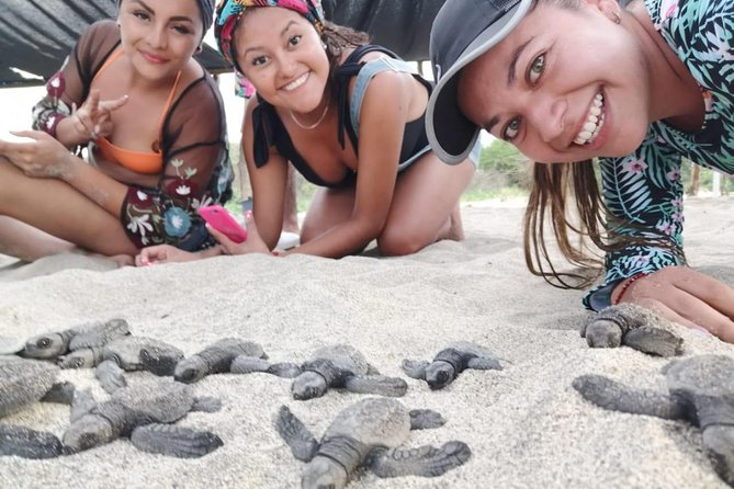 Baby Turtle Release - Tour Operator Details