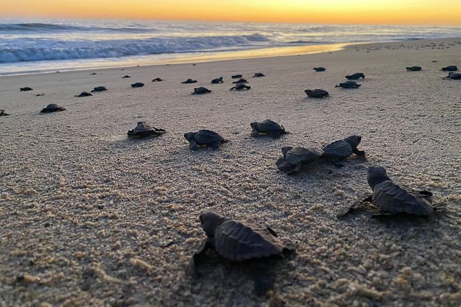 Baby Turtle Release in Coyote Escobilla Beach - Key Points
