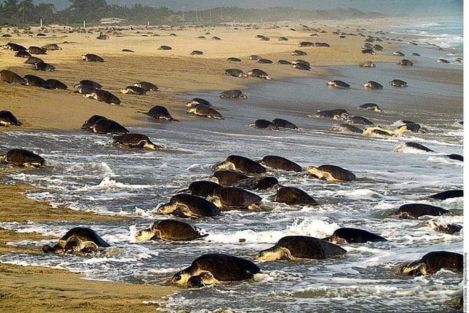 Baby Turtle Release in Coyote Escobilla Beach - Scenic Views at Coyote Escobilla Beach