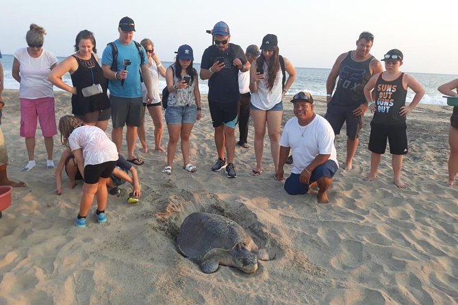 Baby Turtle Release in Coyote Escobilla Beach - Assisting Baby Turtles to the Water