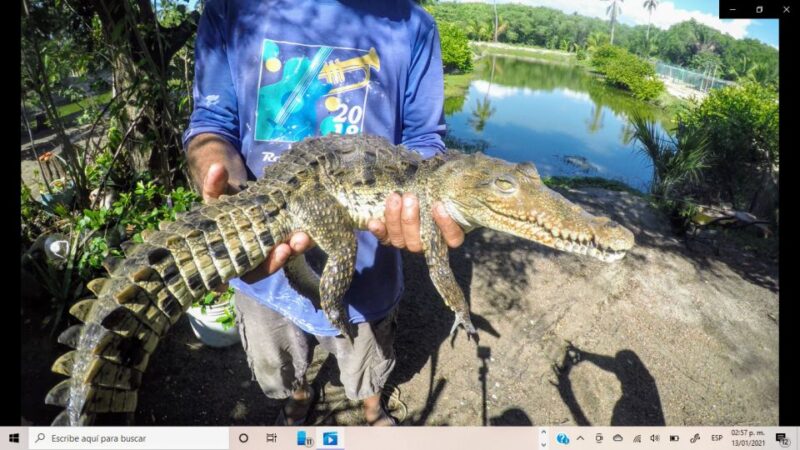 .Baby Turtle Release, Lagoon Boat Ride, and Crocodile Farm - Pricing and Inclusions