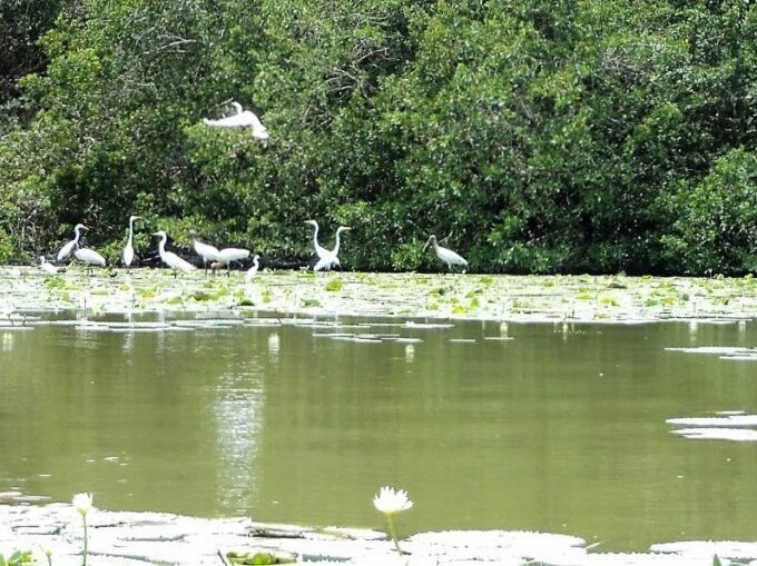 .Baby Turtle Release, Lagoon Boat Ride, and Crocodile Farm - Additional Information