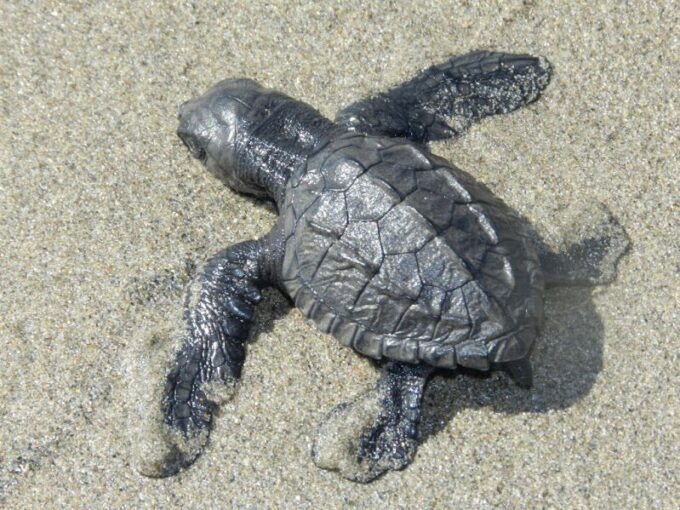 .Baby Turtle Release, Lagoon Boat Ride, and Crocodile Farm - Frequently Asked Questions