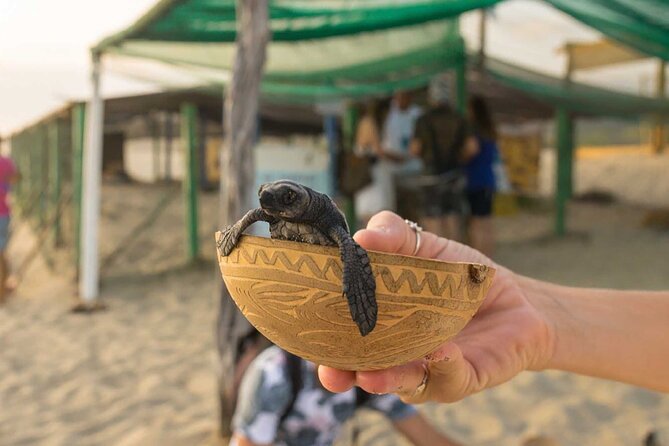 Baby Turtle Release Tour + Pick up + Courtesy in Puerto Escondido! - Inclusions and Pickup Information