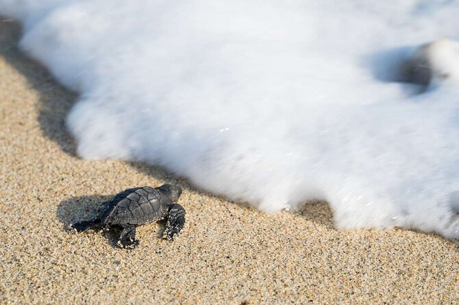 Baby Turtle Release Tour + Pick up + Courtesy in Puerto Escondido! - Recommendations and Additional Info