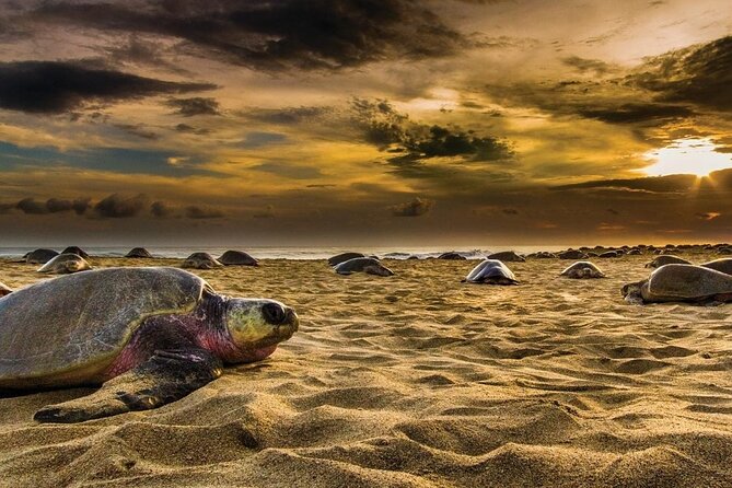 Baby Turtle Release Tour + Pick up + Courtesy in Puerto Escondido! - Exploring the Turtle Release Experience