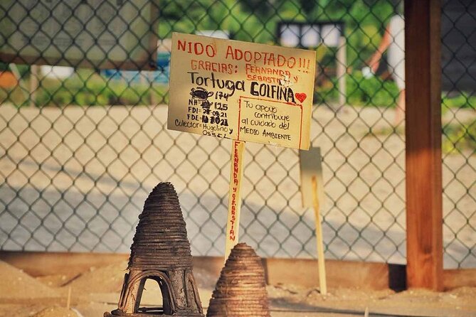 Baby Turtle Release Tour + Pick up + Courtesy in Puerto Escondido! - Preparing for Your Baby Turtle Adventure