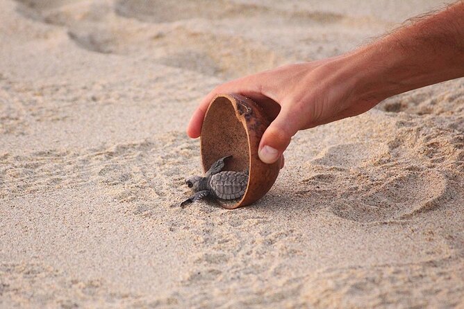 Baby Turtle Release Tour + Pick up + Courtesy in Puerto Escondido! - Frequently Asked Questions