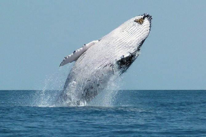 Bacardi Whales Whatching Experience-Day Trip - Inclusions and Amenities