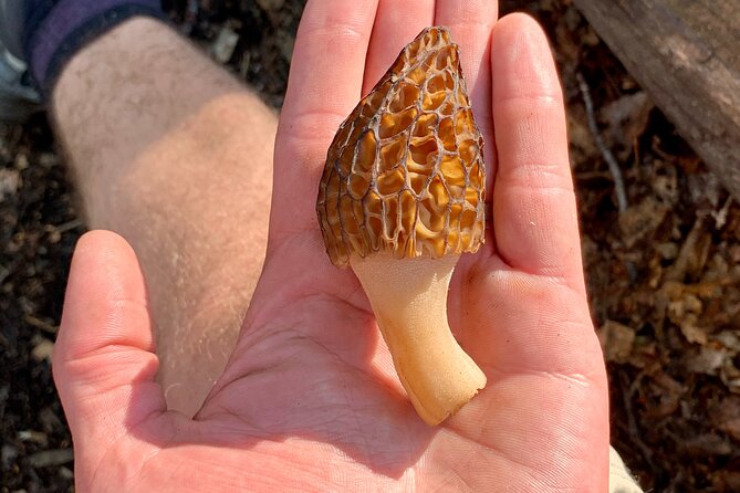 Backcountry Eats & Foraging Treats - Tour Highlights