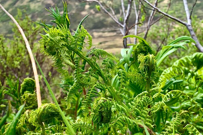 Backcountry Eats & Foraging Treats - Dietary Accommodations