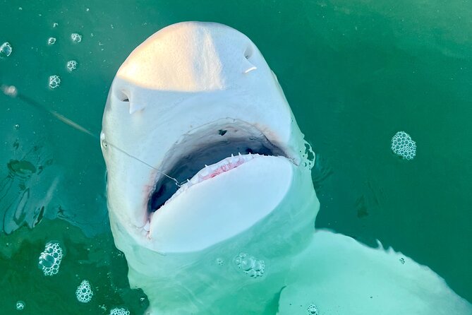 Backcountry Half Day Fishing Key West - Participant Reviews and Ratings