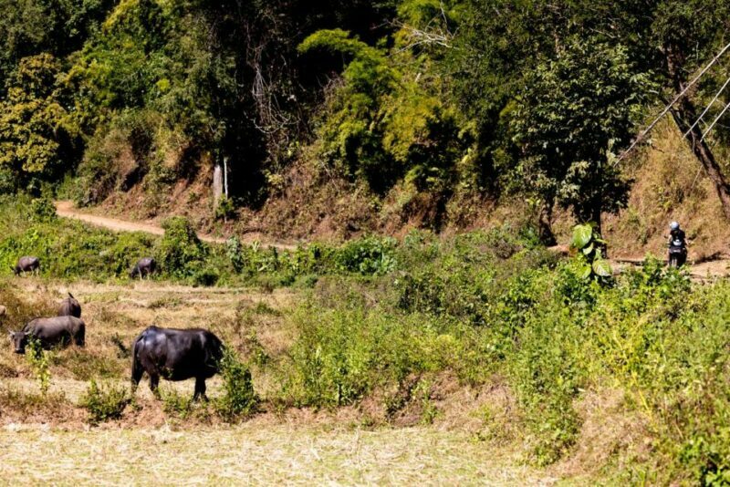 Backcountry Scooter Adventure, Elephants, Cave, scenic views - Pricing and Value