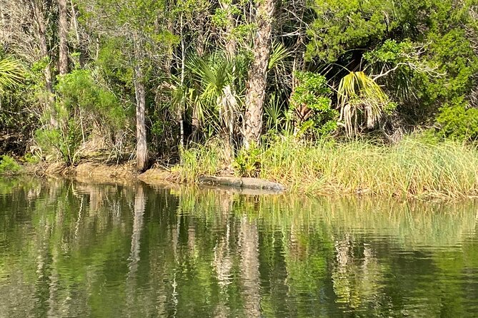 Backland Alligator Electric Paddle Tour - Additional Details