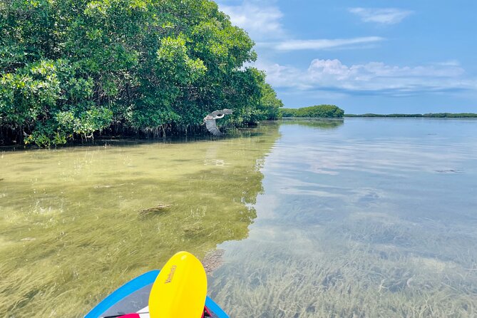 Backland Alligator Electric Paddle Tour - Key Features and Inclusions