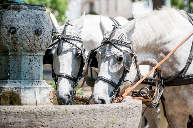 Baden-Baden: Private Walking Tour With A Professional Guide - Experience Highlights