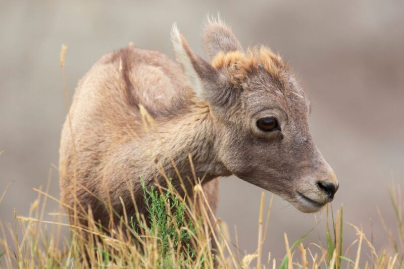 Badlands National Park: Self-Guided Driving Audio Tour - Key Points