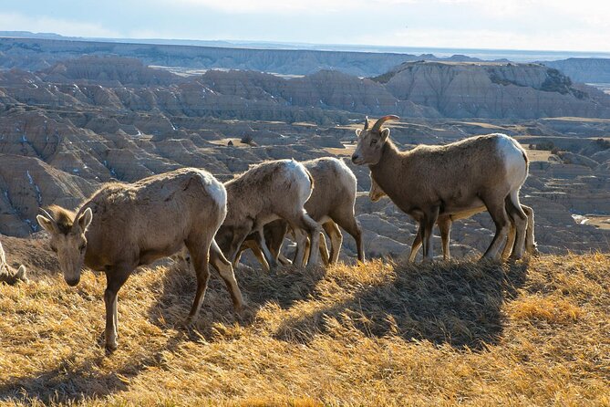 Badlands Premium Van Tour - Public - Inclusions in the Package