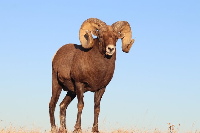 Badlands Sunset and Wildlife Adventure - Key Points