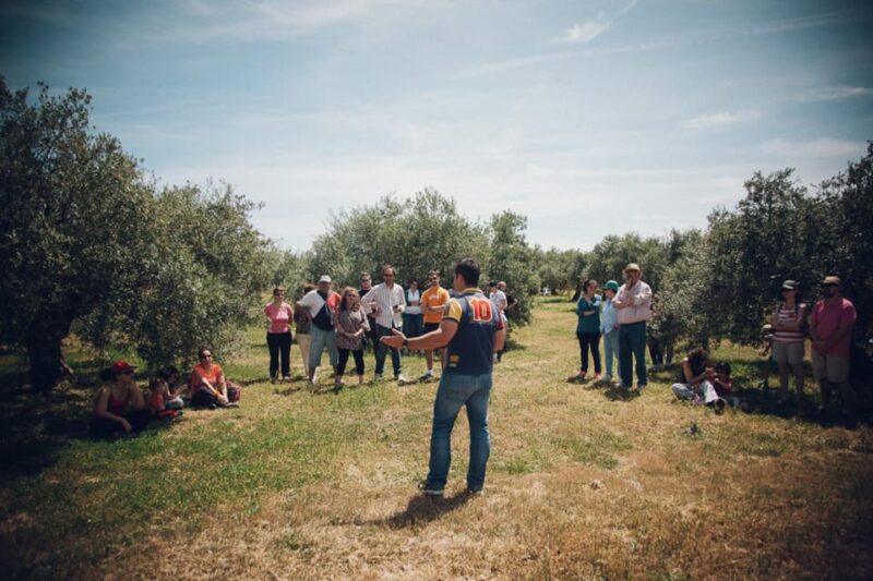 Baeza: Visit to an Ecological Olive Grove + Olive Oil Tasting - Customer Feedback