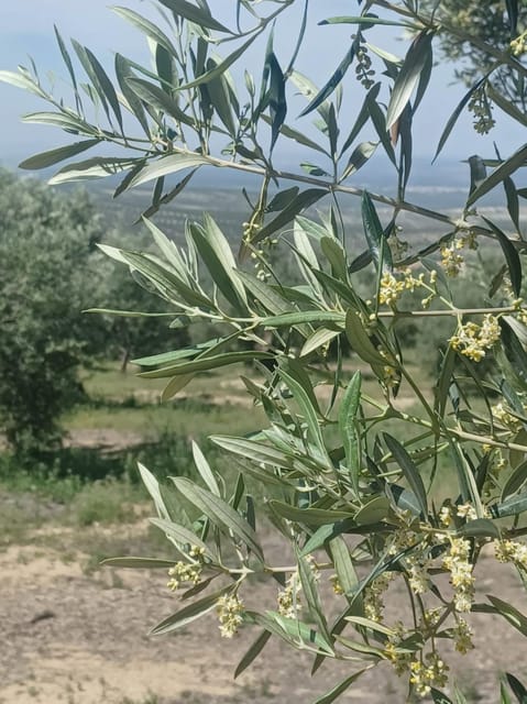 Baeza: Visit to an Ecological Olive Grove + Olive Oil Tasting - The Olive Oil Tasting Experience