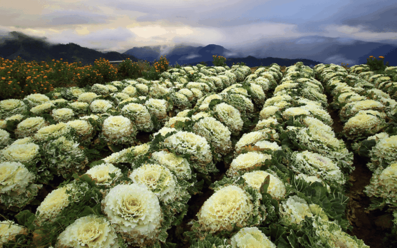 Baguio Atok Flower Blossoms (Private Tour) - Key Points