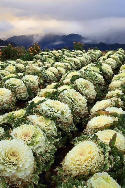 Baguio Atok Flower Blossoms (Private Tour) - Booking Information