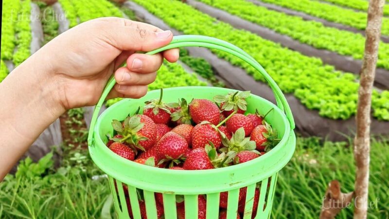 Baguio Country Side Tour (Private Tour) - Important Information