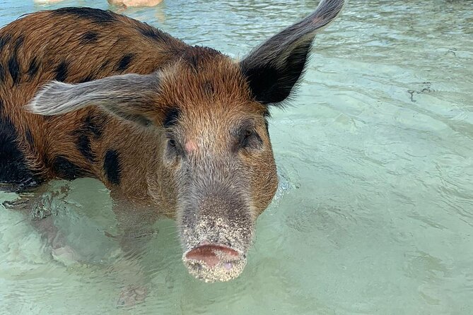Bahamas Pink Sand Beaches and Snorkeling to Spanish Wells - Traveler Information and Restrictions