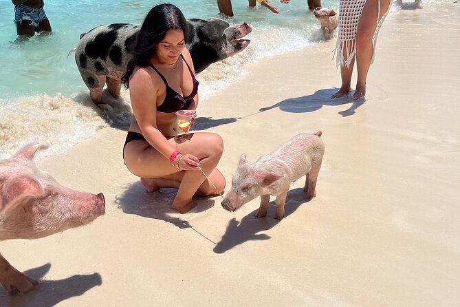 Bahamas Swimming Pigs Experience on Rose Island - Critiques