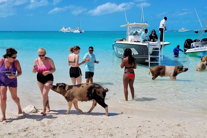 Bahamas Swimming Pigs Full Day Exuma Boat Tour - Negative Experiences