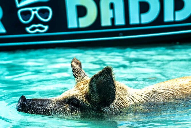Bahamas Swimming Pigs Full Day Exuma Boat Tour - Overall Recommendation